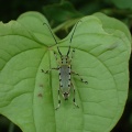 ヤツメカミキリ Eutetrapha ocelota (Bates, 1873)