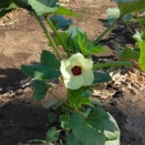 オクラの花が咲く・・・