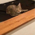 いたずら小僧のフランキ坊や