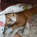 くるまる猫。