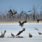ヨット　Jennifer号 航海記　探鳥旅行記