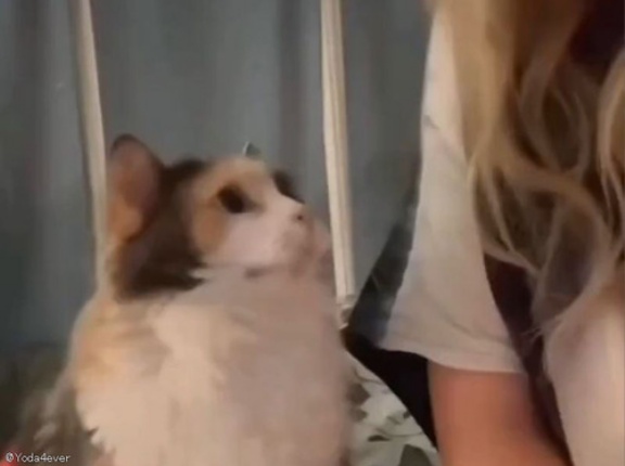 「見た目は愛らしいのに…」ナデナデしてアピールが独特な猫