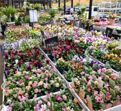 行橋植物園の姉妹店エフェクトへ