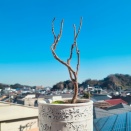 実生4年目藤1月