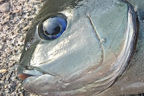 猪丸の釣りとグルメと グレ釣り