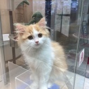 362383 スコティッシュフォールド