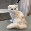 トリミングお便り