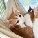 里親さんを待ってる猫たち(6/28)