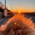 のび太とノビノビ日記