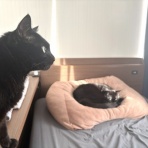 おそらくその平凡こそ幸せ　猫と私と家族の日常