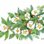 てくてくスケッチブック