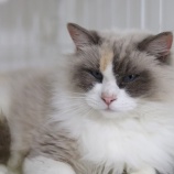 『1月28日(土)~29日(日)は譲渡会です』の画像