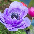 峰子の花曜日