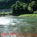『【仁淀川友釣り日記　その１４】光吉がやりました！！！w(￣o￣)w』の画像