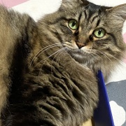 【猫写真】マロちゃんは隠れるのが好き