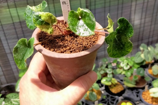 カンアオイに魅せられて！！