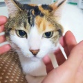 なーでなーでが好き