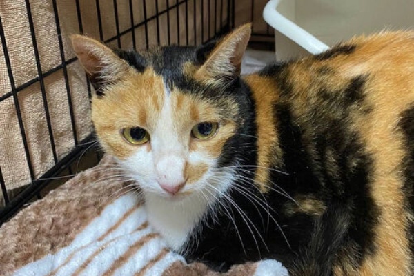 のっぴきならない 猫イラスト