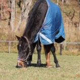 『乾草』の画像