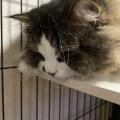 簡単過ぎるクイズだよ