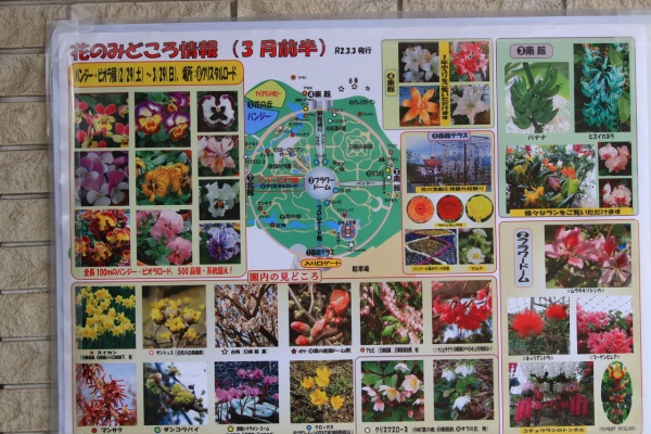山陰と小庭 写真 とっとり花回廊 バンジービオラ展 らん祭り