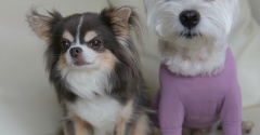 犬の脱走対策　『絶対に呼び戻せる』おやつの魔法(笑)と、我が家のルール