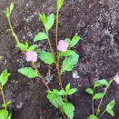 そしてまた初夏