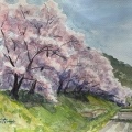 今年の桜