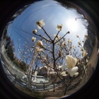 『若手スタッフとブラLAOWA～円周魚眼レンズLAOWA4mmF2.8初使用　2021/03/25』の画像