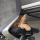 猫に監禁されてる