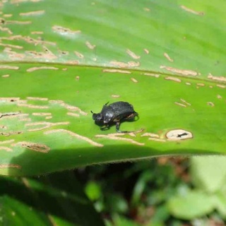 ばいおの採集日記
