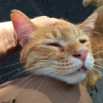 ねこかます
