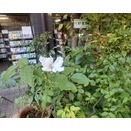 「平成」の号外