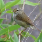 野の鳥観察記