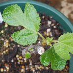 mimokasagoの「晴れの国」暮らし