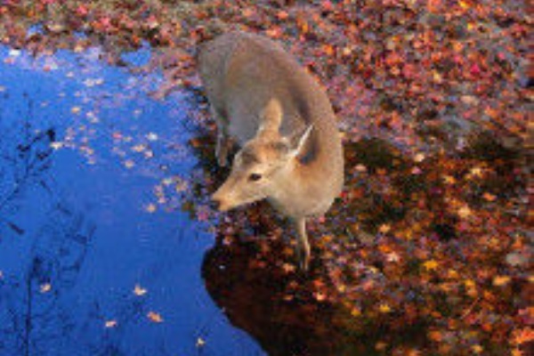 おく山に もみじふみわけ 鳴く鹿の 声きくときぞ 秋は悲しき 木工房 弓槻