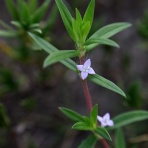 野の花礼賛