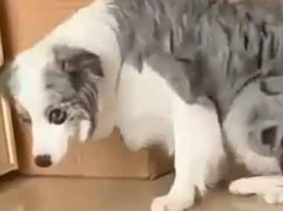 友人が犬を連れて我が家にやってきた。あれ？どこいったのかな？ → うちの猫はこうなった…