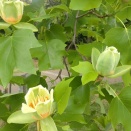 ユリノキ、竹の子、