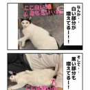 背中で猫飼ってる猫