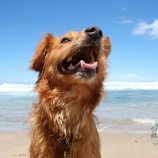 『「犬にも人間と同じ感情がある」というのは都市伝説か？』の画像