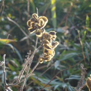 寅太郎の雑記帳