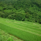 『雨』の画像