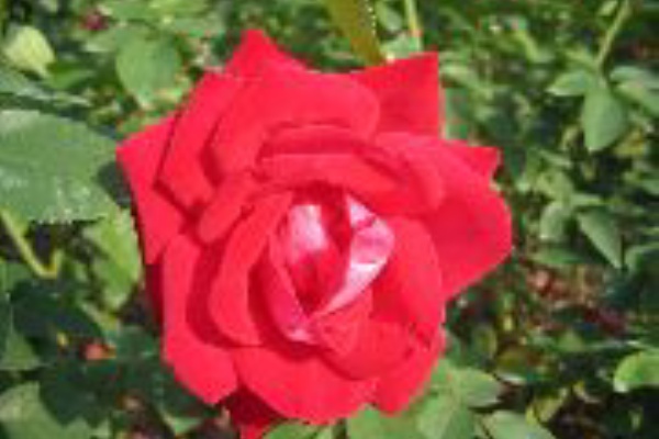 プラセンタ美容 効能と効果 プラセンタの美容の効能と効果の評判 効能