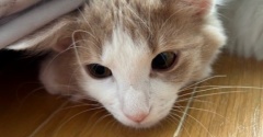 隠れることが大好きな大きな猫