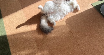 後ろ髪を引っ張るモフモフ猫