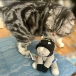猫だらけ
