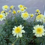 ءīΤ۰ŽԤؤΥε᤿ߥ͡ϺνŻ֤ޤ٤β