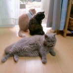 ”猫おでん”あり〼。