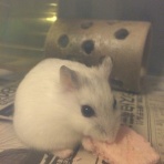ハムスターはじめました